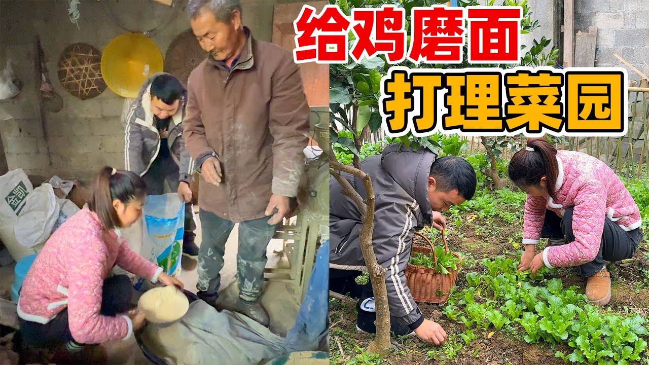 自从养了一群战斗鸡后再也不担心浪费了，鸡有食吃人有蛋吃，简直是双赢
