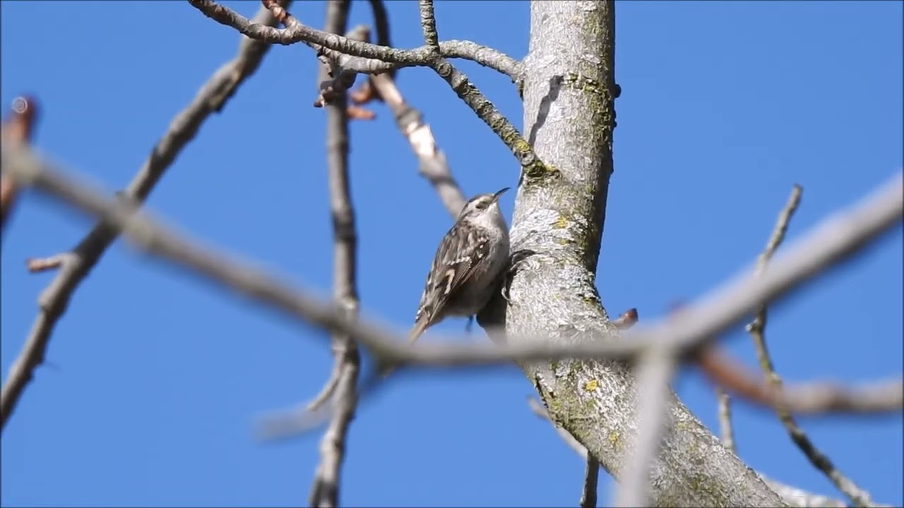 Vídeo  Aves y Árboles  Parque de la Alameda, Colmenar Viejo