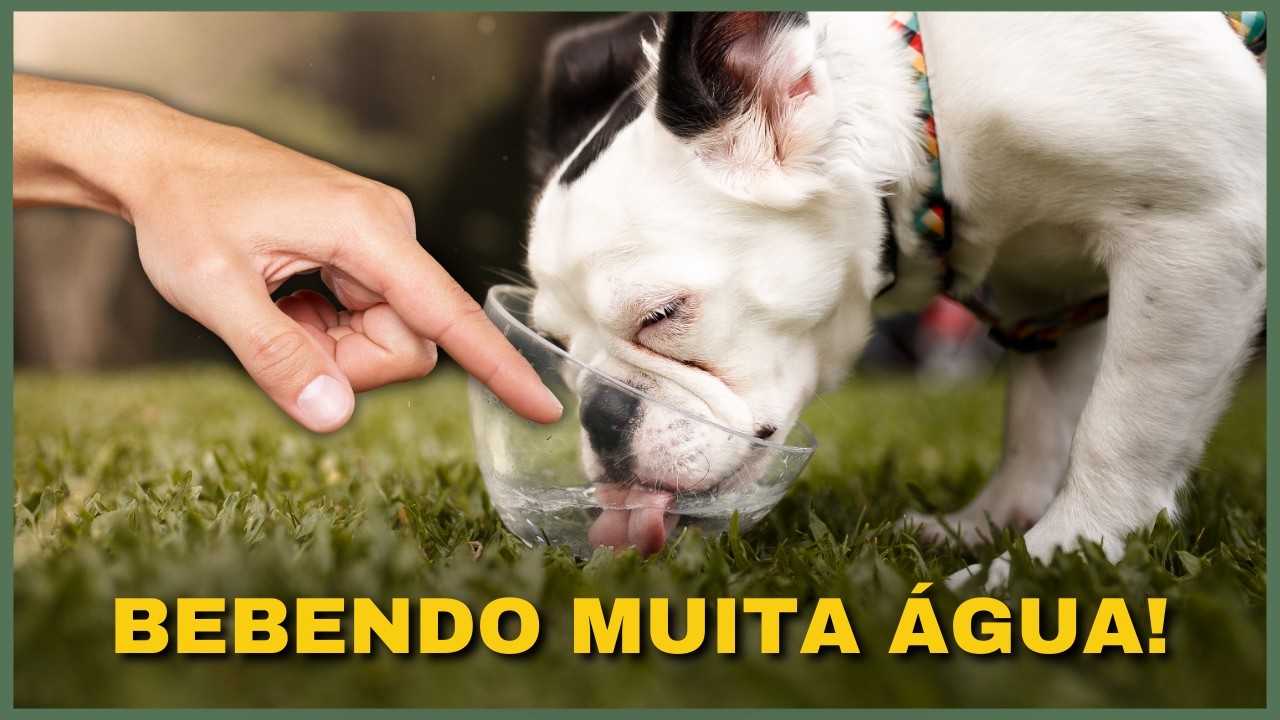 ABSOLUTAMENTE Tudo Sobre DIABETES em cães e gatos: o que é, sintomas, causas, soluções etc.