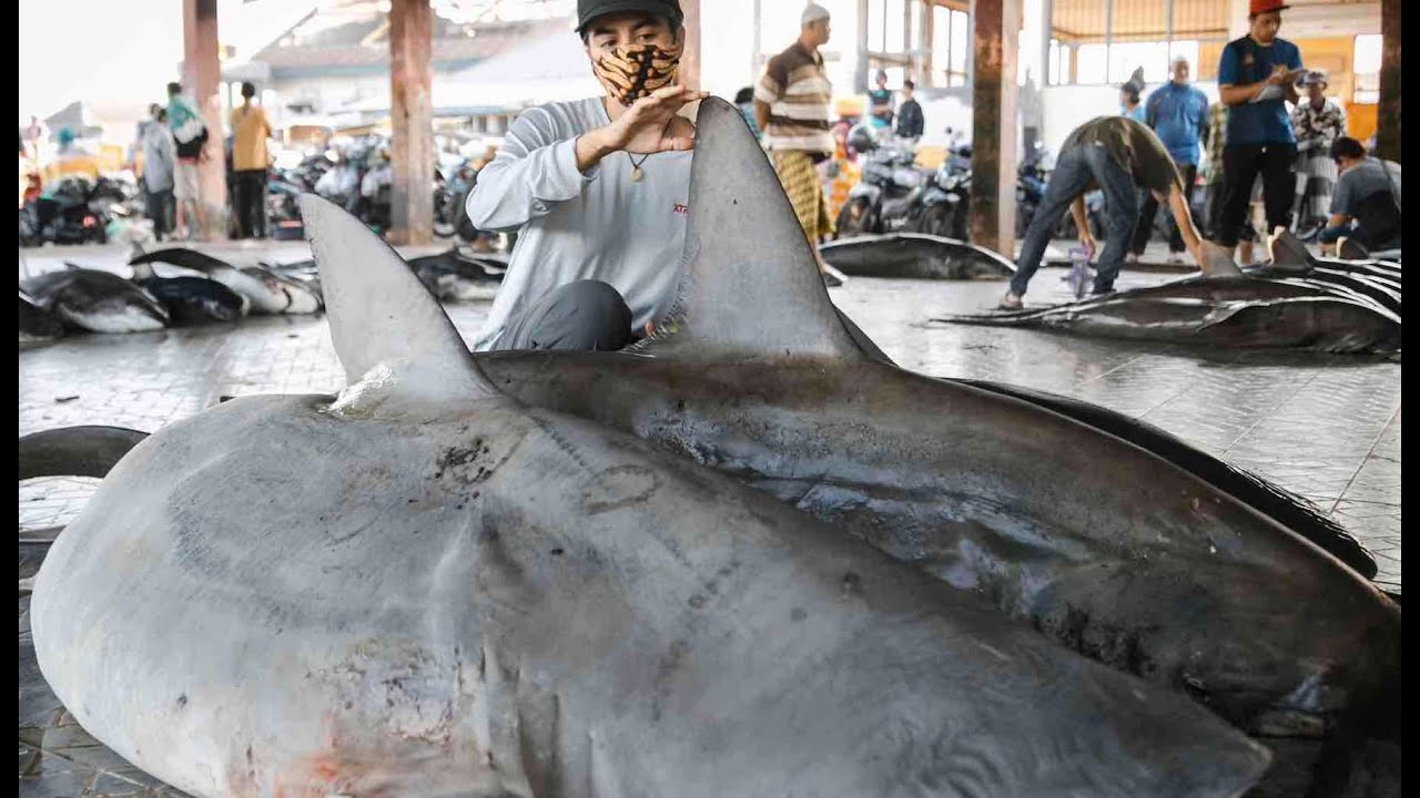 Visiting the shark market