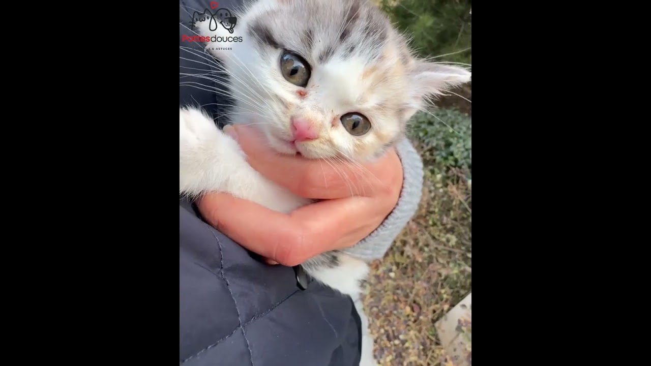 ♥️♥️Je nourrissais des chats errants… quand j’ai découvert ce chaton abandonné | Épisode 1🚨