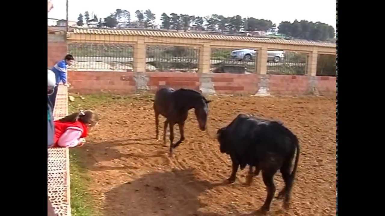 Gran video! Jesus Morales muestra como juega el caballo con el toro