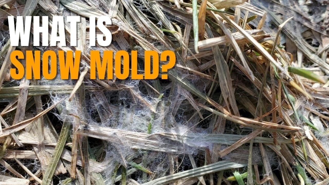 Snow Mold Destroying Your Lawn? Here’s What to Do When Snow Mold Attacks Your Grass!