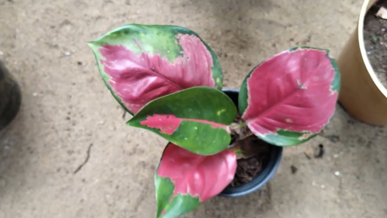 New plants sale video 