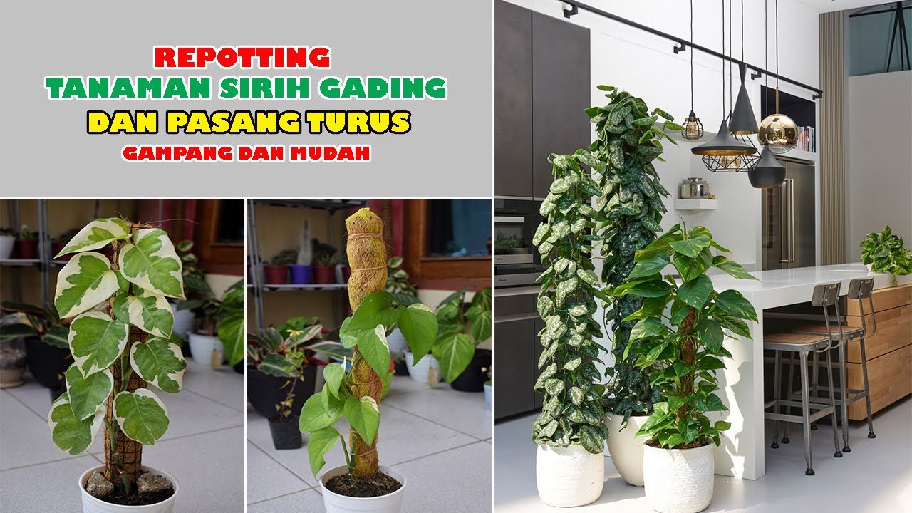 CARA MEMASANG TURUS DAN REPOTTING SIRIH GADING DENGAN MUDAH | MAKIN CANTIK DAN BERKELAS