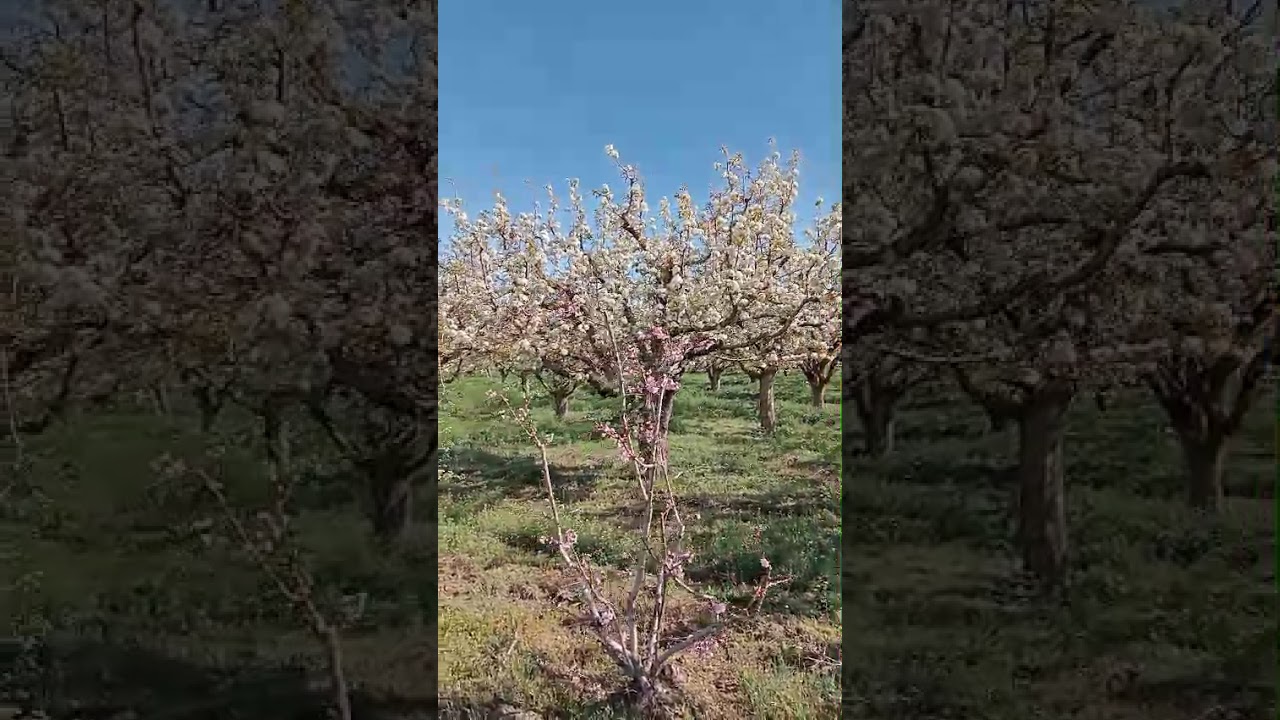 Meyve ağaçları çiçek acmış 