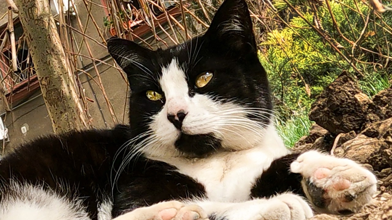 Gentle Street Cats | Quiet & Relaxing Stray Cat Moments 🐱