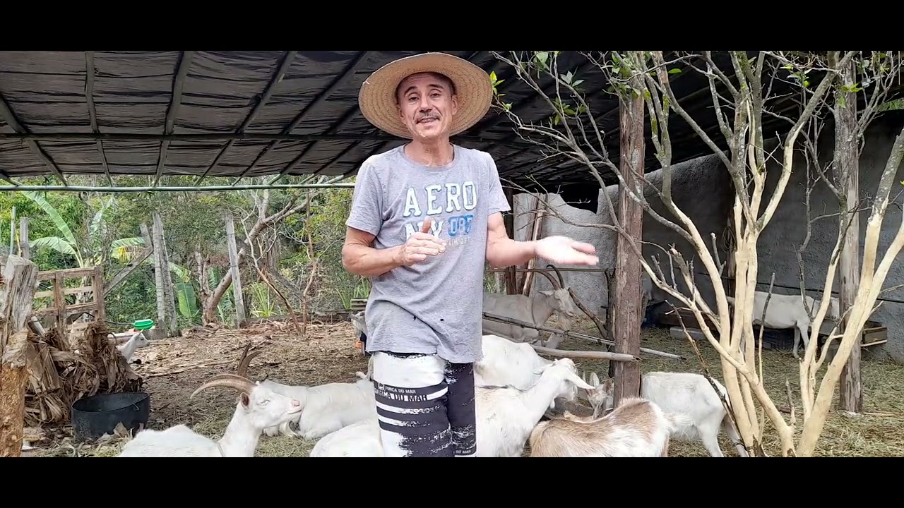 Tiro ou n&atilde;o tiro o chifre. Cabra Saanen minha paix&atilde;o. Capril Garavaggio n&atilde;o mocha descubra o porqu&ecirc;