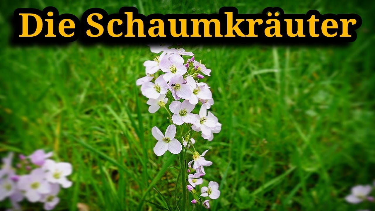 Schaumkräuter (Cardamine) Wiesen-, Wald- und Garten-Schaumkaut erkennen