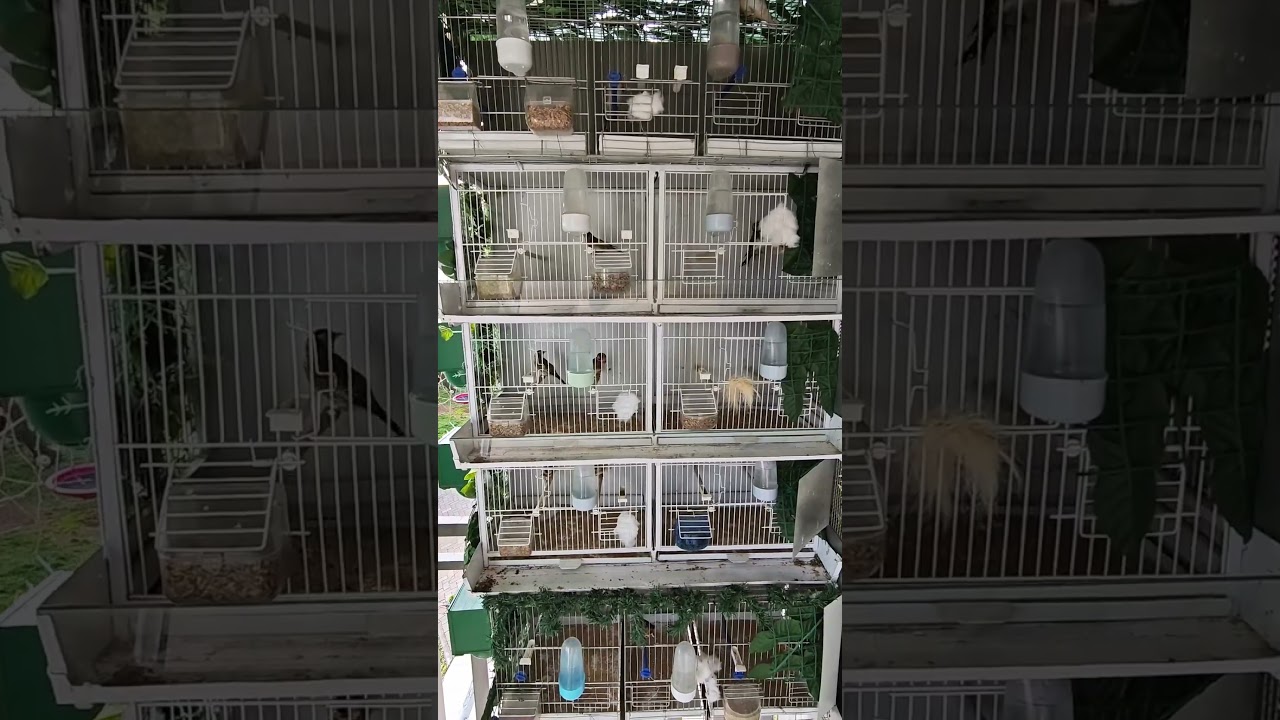 Goldfinches are getting Frisky (Mating Season 2024)