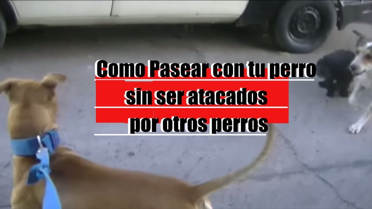 DIY | Como pasear con mi perro sin ser agredido por otros perros | Soluci&oacute;n!!