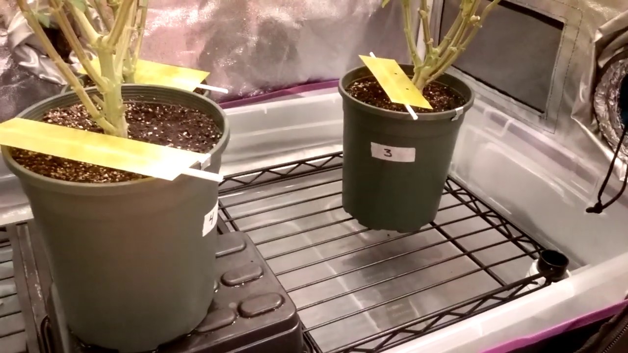 Gorilla Bubble - the full tour (23 days in bloom)