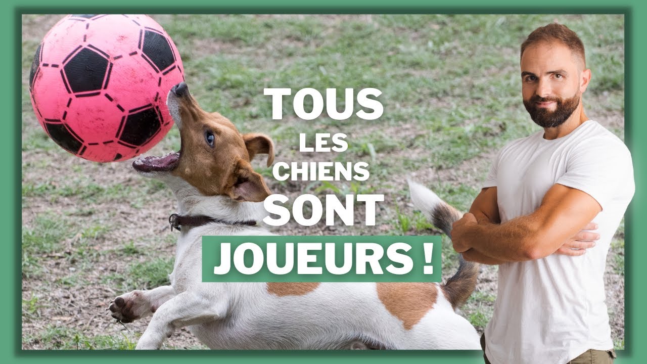 Tous les chiens sont joueurs m&ecirc;me les chiens pas joueurs !