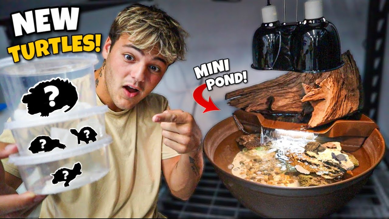 BUYING BABY TURTLES for My *NEW* indoor PATIO BOWL!!