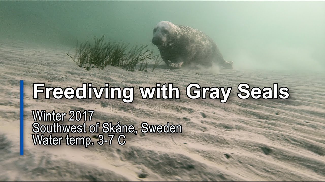 Freediving with Gray Seals - Winter 2017 - Southwest of Skåne, Sweden
