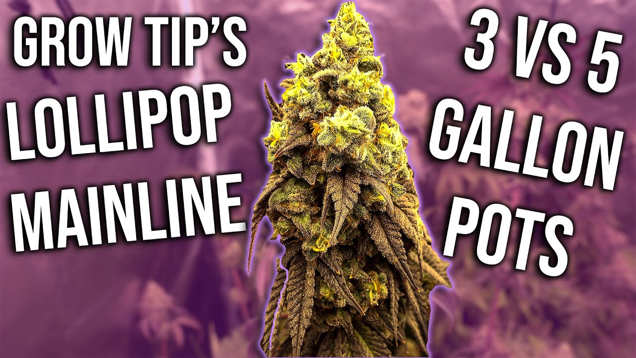 GROW TIP'S - Lollipop And Mainline Your Garden - 5 or 3 gal Pot's