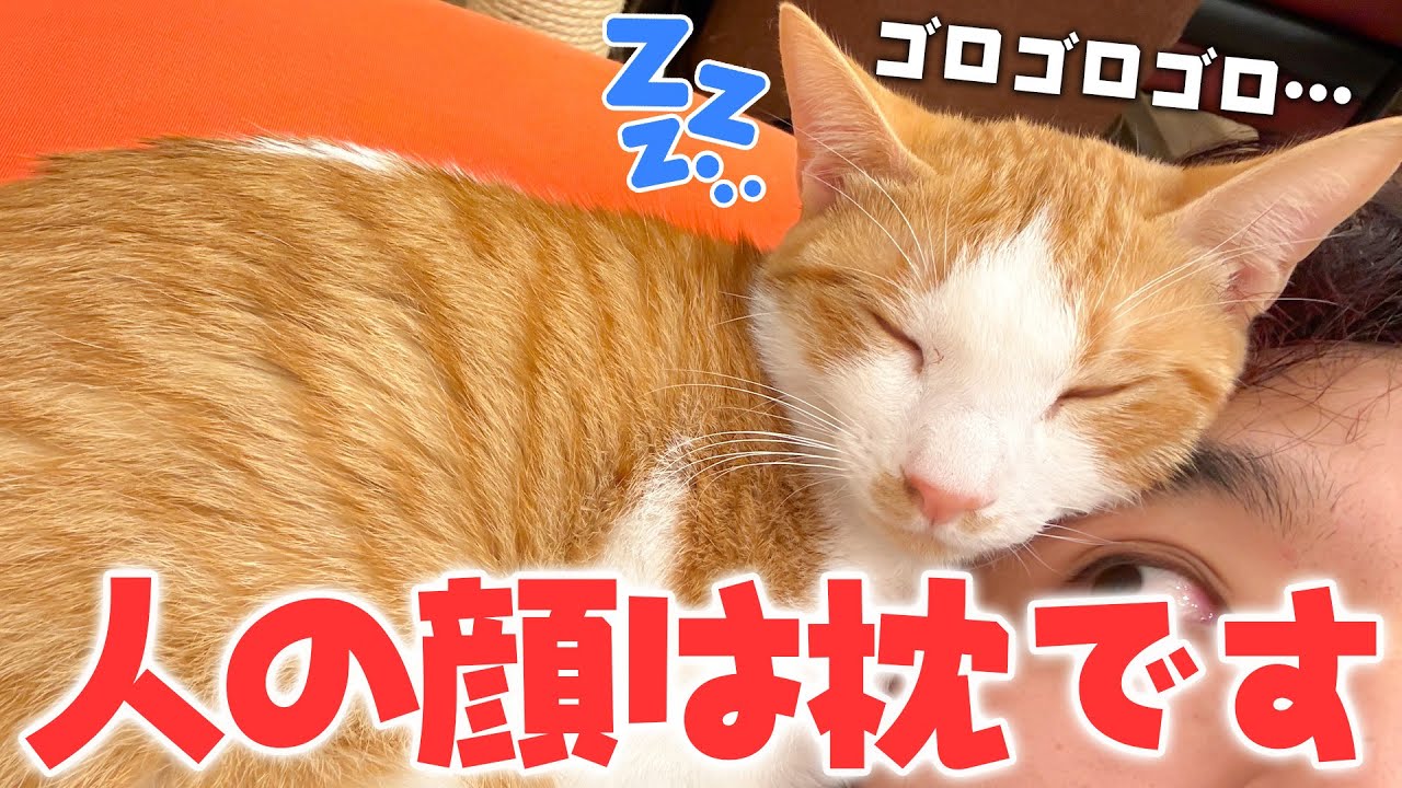 飼い主の顔を枕だと思い込んで育ってしまった子猫がこちらです。