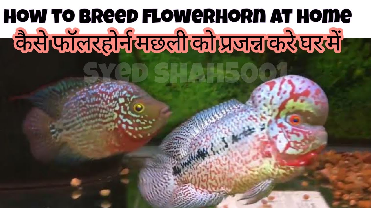 how to breed flowerhorn Fish Hindi with English sub