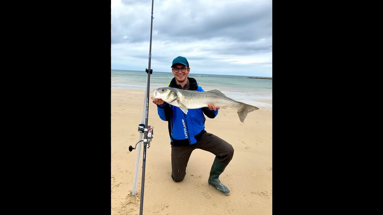 Bar de 85 en surfcasting dans la Manche