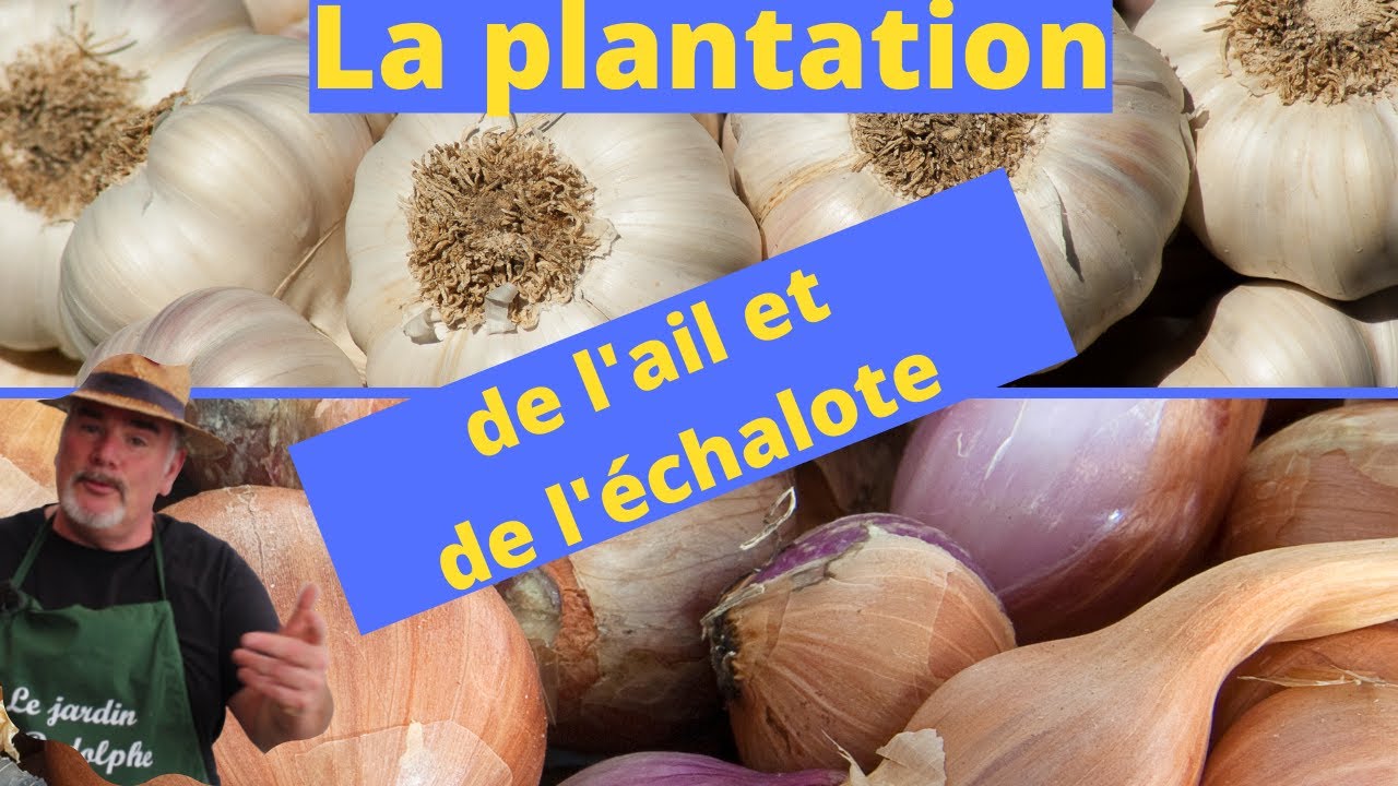 Quand et comment planter l'ail et les échalotes ?