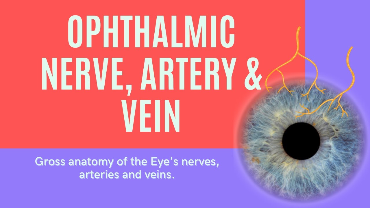 The Orbit; Ophthalmic Nerve, Artery and Veins Gross Anatomy #anatomy
