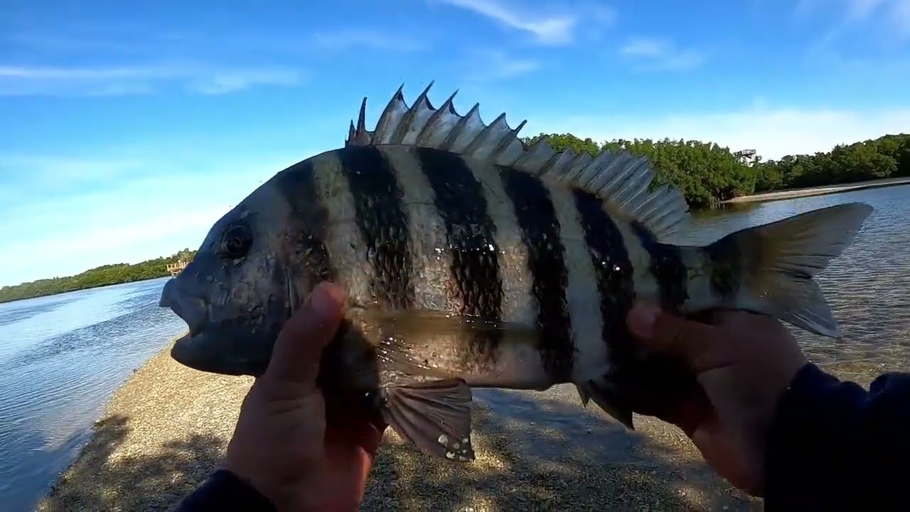 Limited on SHEEPSHEAD in 33 Degree weather! 11/11/25