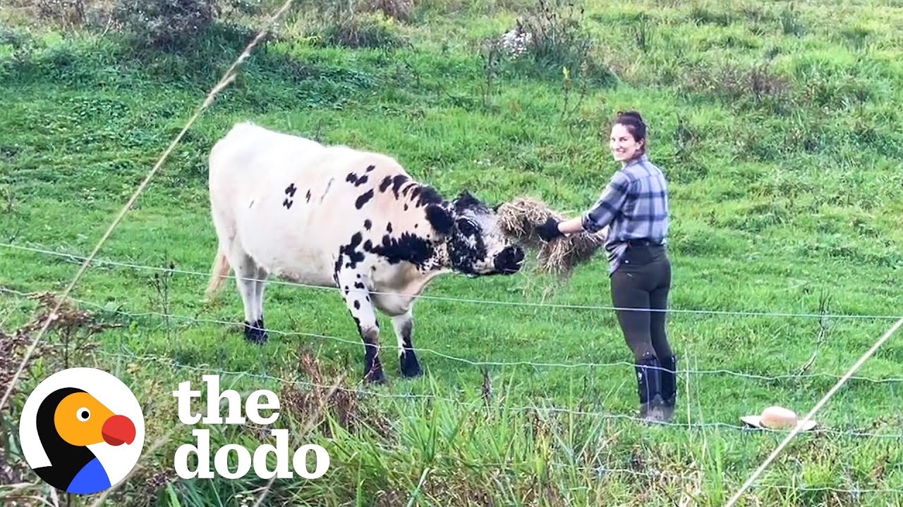 Couple Moves To New Home That Comes With A Stray Cow | The Dodo
