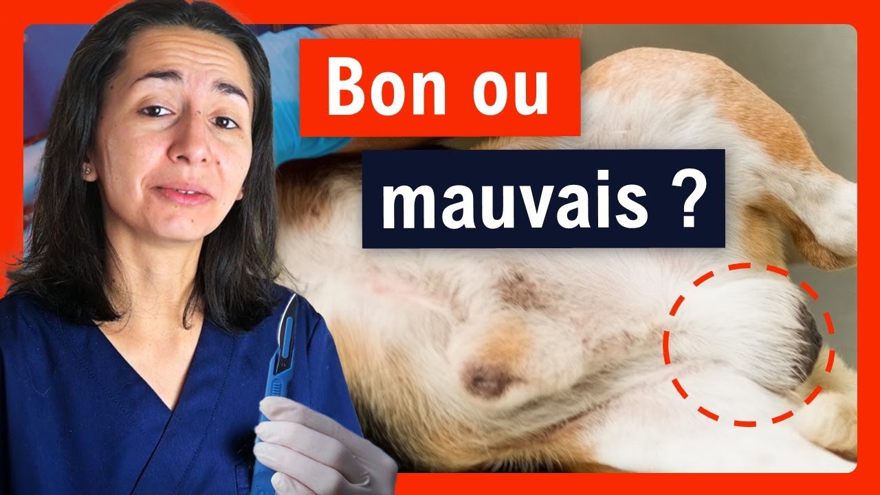 Castration de chien : Avantages et inconvénients