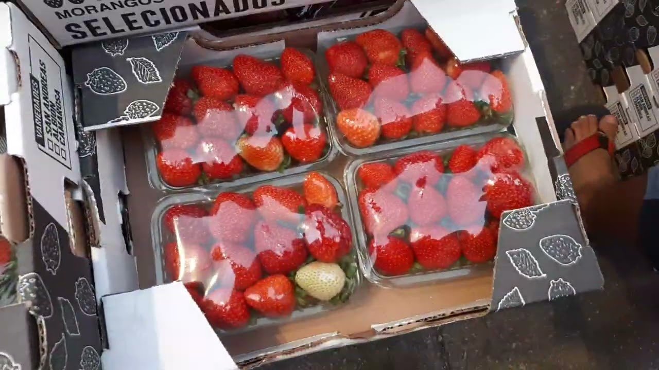 FRUTAS BARATA NO MERCADÃO MUNICIPAL SP PARTE 1