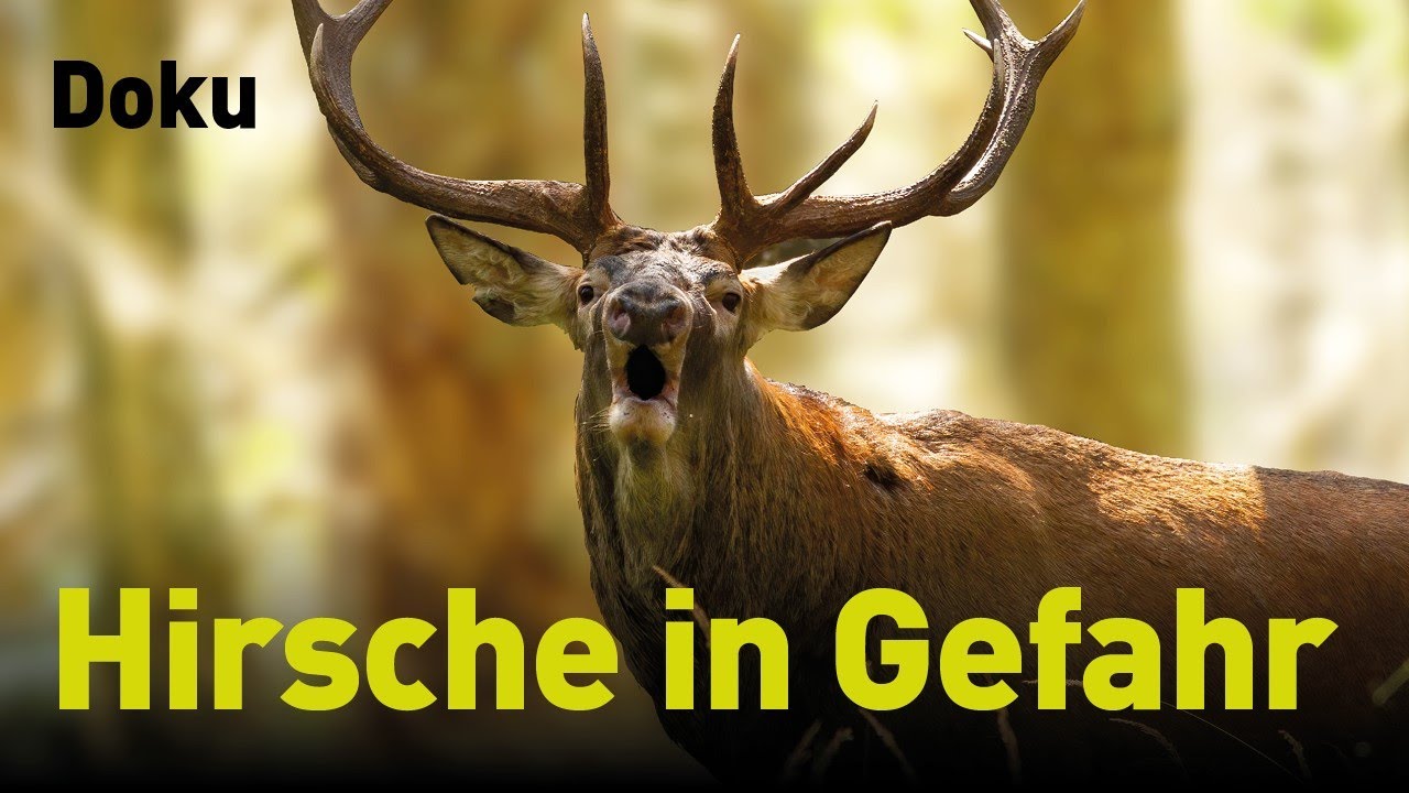 Umwelt: Hessens W&auml;lder ohne Hirsche - So schlecht geht es dem Rothirsch wirklich von Markus Stifter