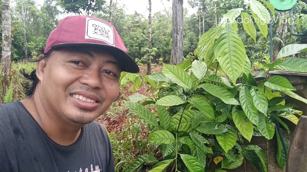 Tanam Langsat Tanjung, Buah Ikonik Dan Khas Dari Tanjung Tabalong Kalimantan Selatan