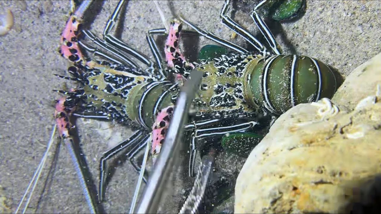 Diving under the sea to catch eels, crabs and sea cucumbers | Part 142