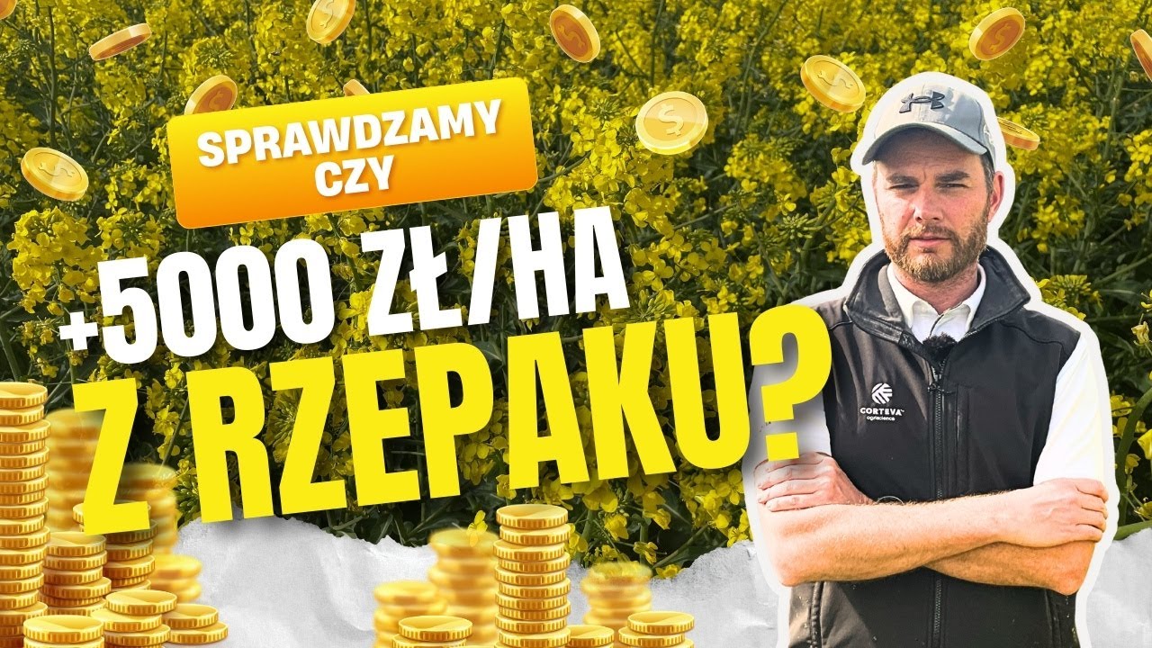 Czy nadal warto siać rzepak? Szacujemy opłacalność uprawy! Opinie widzów e-pole