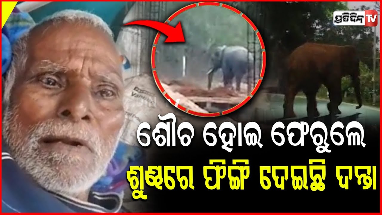 ଶୌଚ ହେବାକୁ ଯାଇଥିବା, ବୃଦ୍ଧଙ୍କୁ ଟେକି କଚାଡ଼ି ଦେଲା ଦନ୍ତା ! Old Man injured in elephant attack ,Khordha