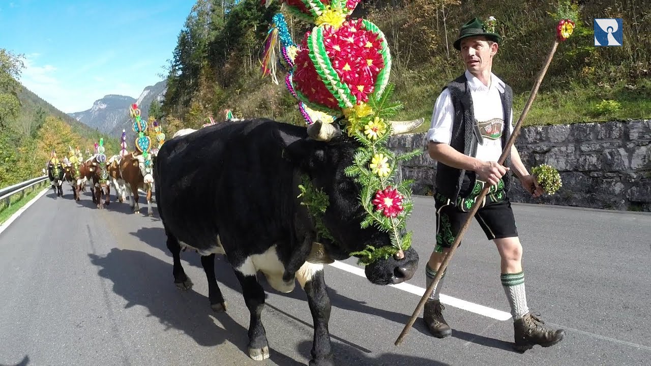 Almabtrieb Freidinglehen Ramsau 2017