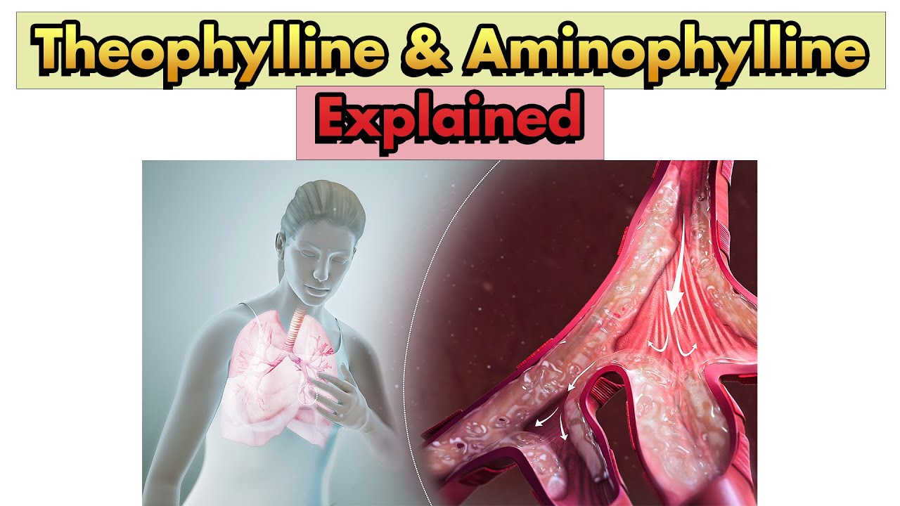 Methylxanthines (Theophylline & Aminophylline): Mechanism of Action and Therapeutic Uses