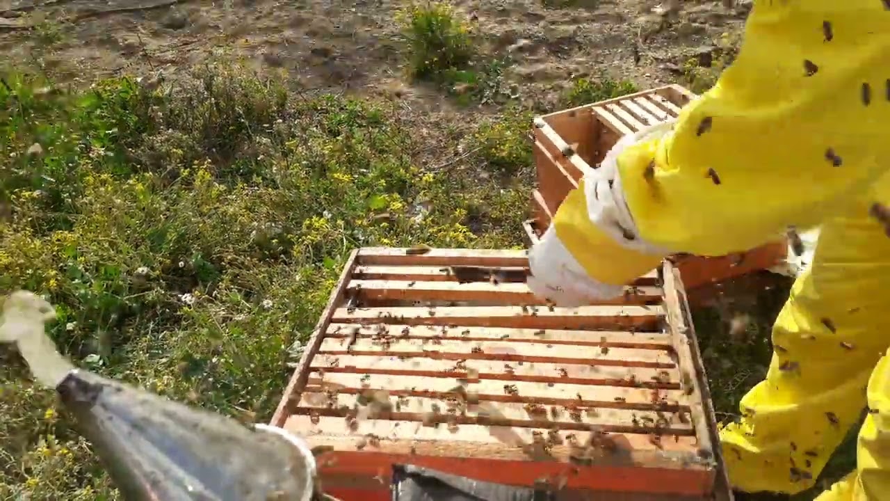 Bu arılar Neden Saldırıyor Bal yaparmı Bölmemi yapayım (Adana 26 Mart)