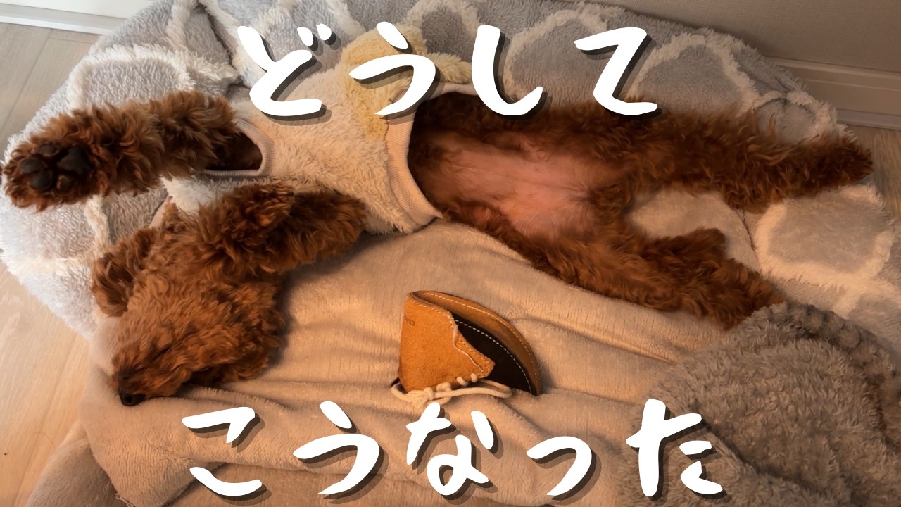 白目・ヘソ天・変身ポーズ！？もはや説明不能な寝相を見せる子犬にパパ困惑。
