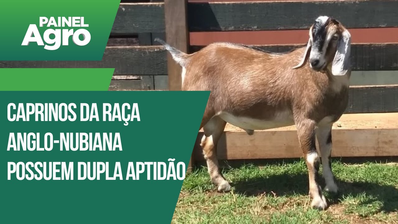 Caprinos da raça Anglo-Nubiana possuem dupla aptidão