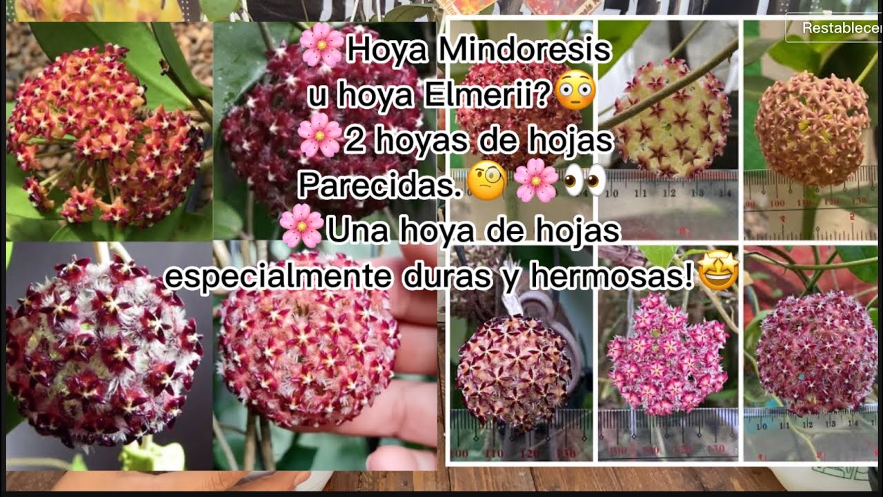 Mostrando 6 hoyas más! Hoyas Mindoresis o Elmerii.😳  🧐