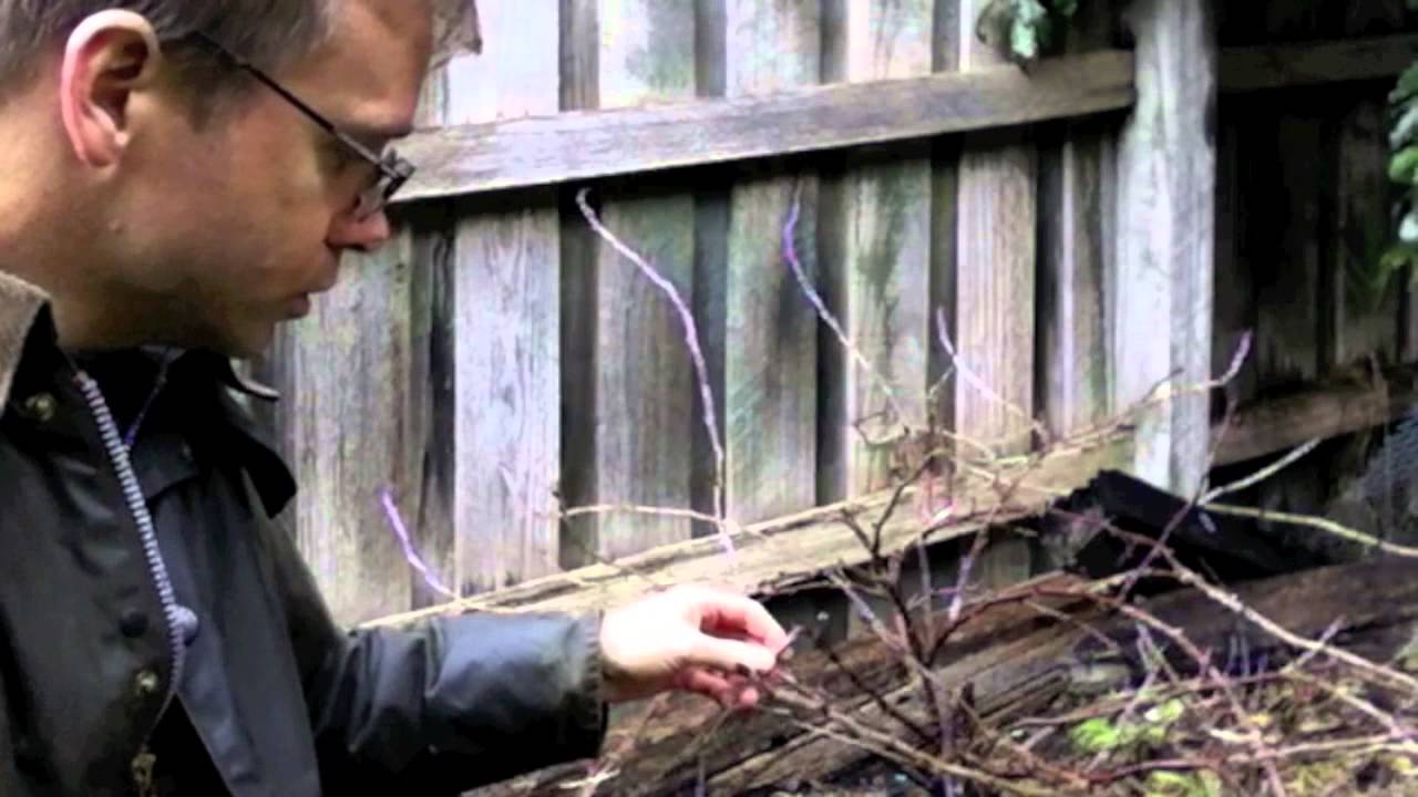 How to Prune Your Gooseberries