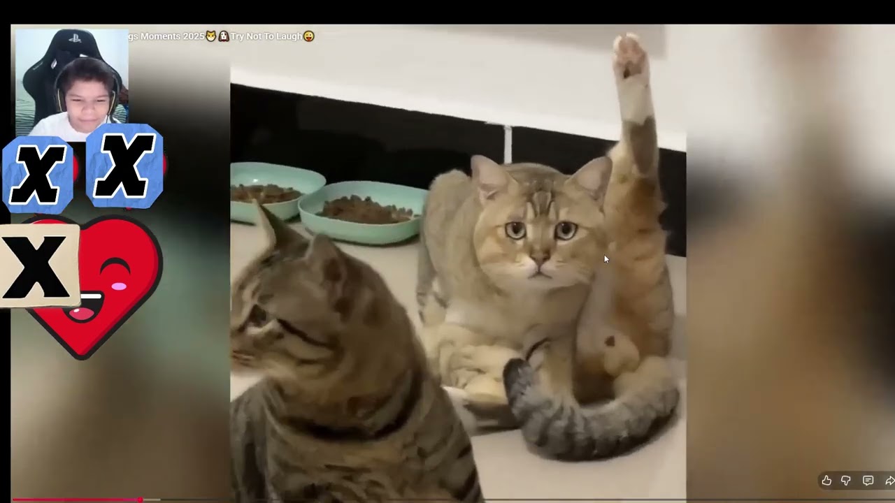 TENTE NÃO RIR