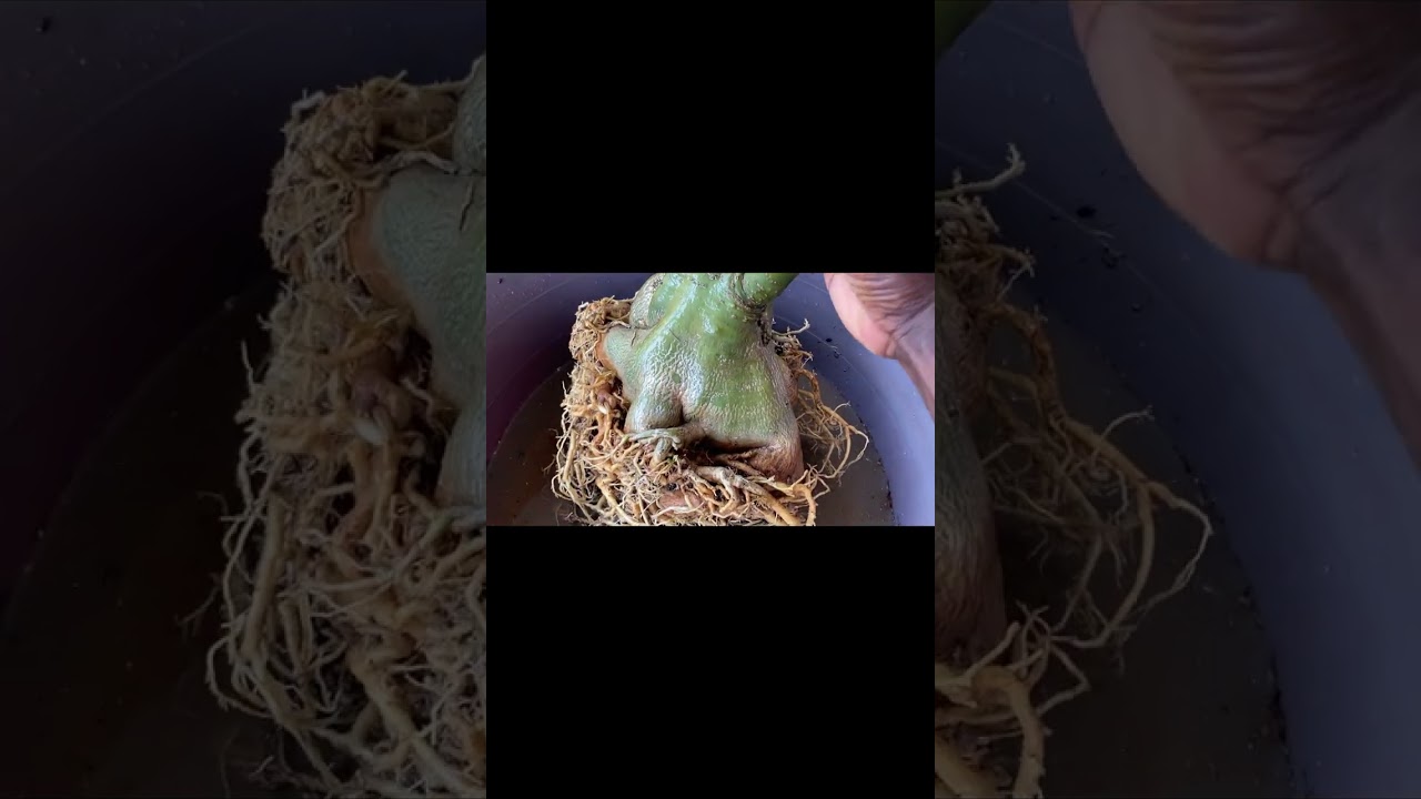 CUIDADOS🌴de la ROSA del desierto🌸 Sustrato de Coco, abonos