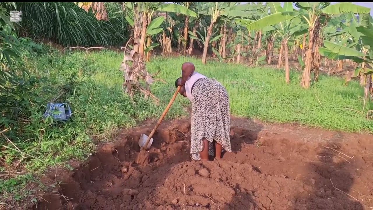 Why the Rainy Season is the BEST Time to Plant Beans and Pot Coffee 🌧️#rainyday #farming #village