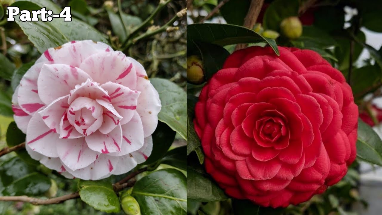 Camellia Japonica Grow From Cutting ||Camellia Propagate||Camellia Propagation time||Japonica care||