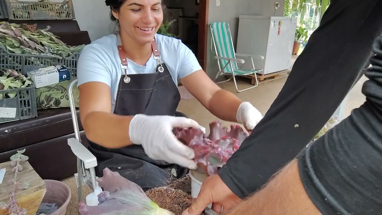Parte 7 podas das gibifloras e suas identificação 
