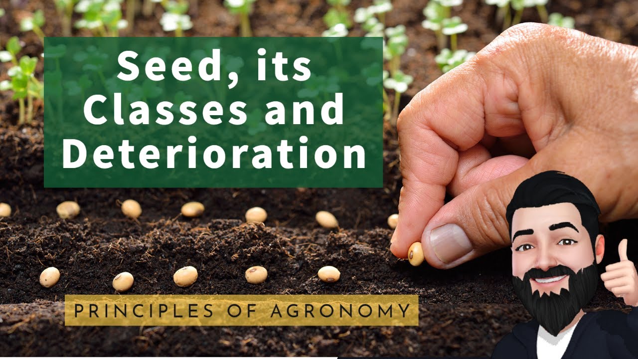 Seed, its Classes and Deterioration | Principles of Agronomy