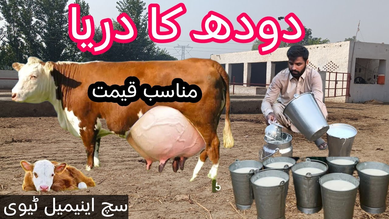03466152628| Jersey sahiwal cross | jersey sahiwal mix | sahiwal friesian cross cow | jersey gay | 