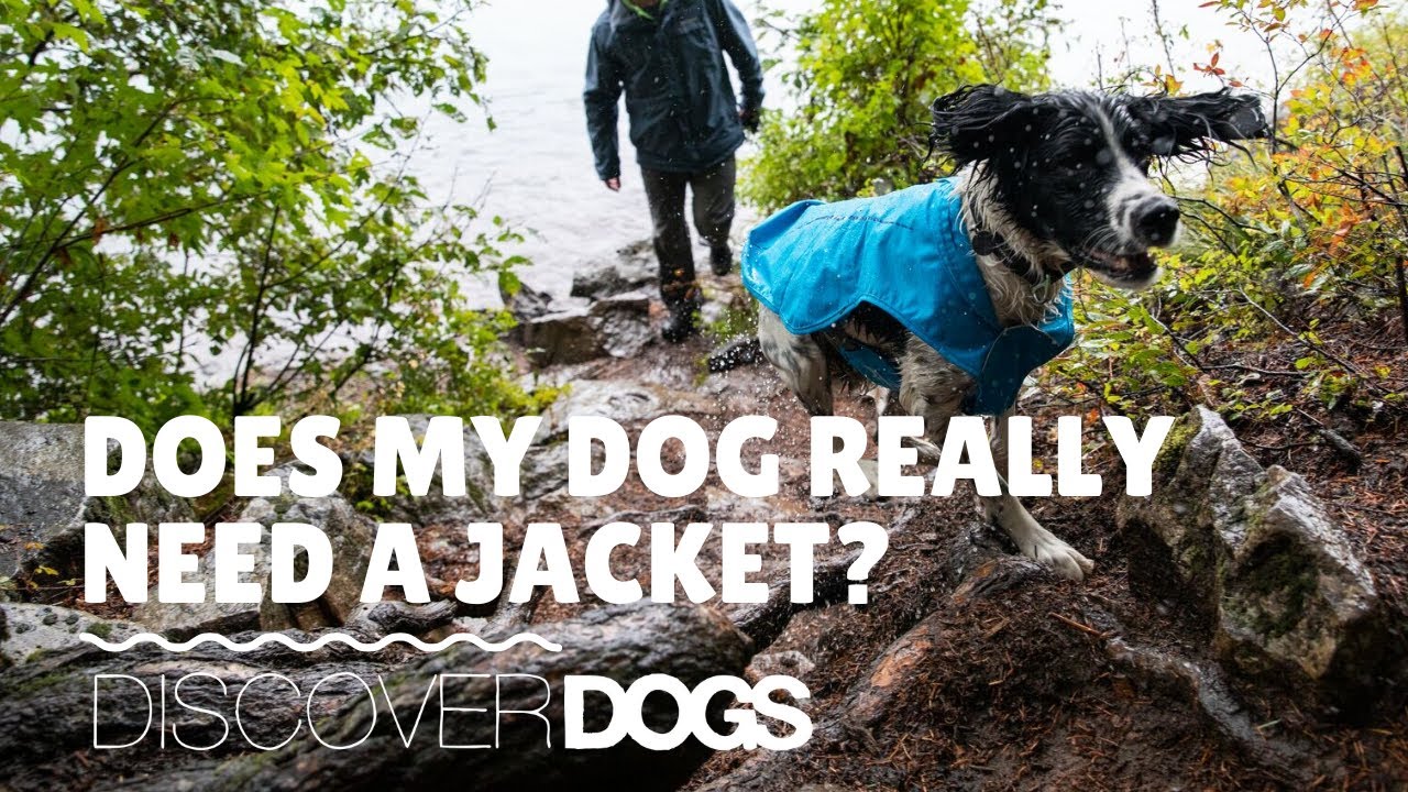 Does my dog really need a jacket? | Honest opinion