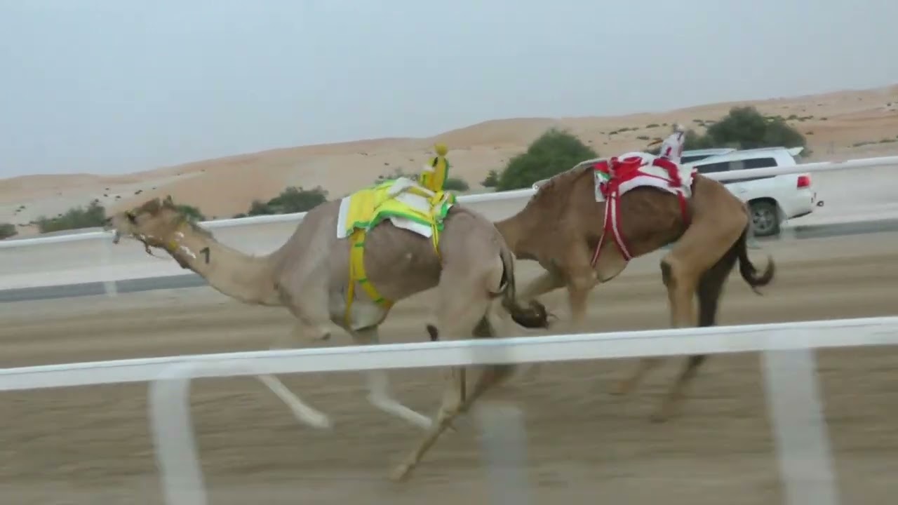 الشوط -1 (شواهين) للسيد: ثامر سيف ثامر المر ر   توقيت 13:08